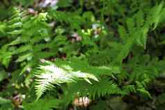 蕨类植物叶子布什夏天森林