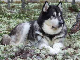 阿拉斯加雪橇犬