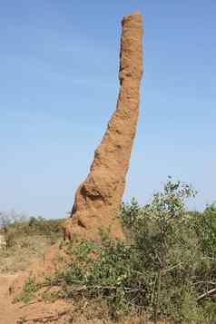 白蚁巢埃塞俄比亚非洲