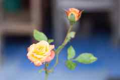 橙色玫瑰日益增长的花园