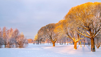 全景视图脆柳树冬天公园