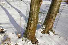 树冬天公园河保护形式动物海狸