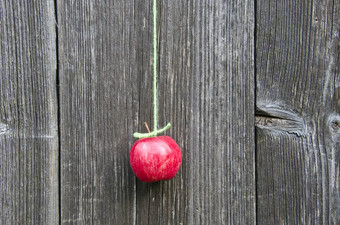 挂红色的新鲜的苹果绿色字符串木墙