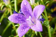 紫色的风铃花