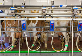 牛挤奶设施现代农场