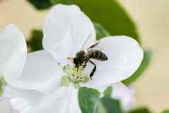 蜜蜂收集花粉春天花