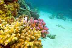 视图珊瑚礁硬珊瑚底红色的海