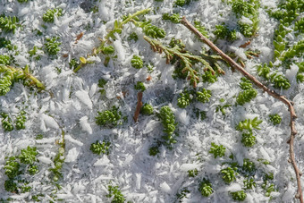 冻雪绿色草