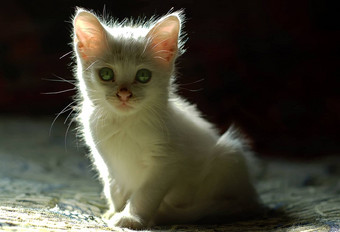 甜蜜的白色小猫