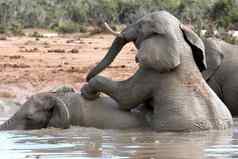非洲大象有趣的