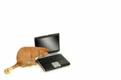 猫lokking键盘
