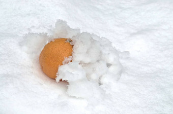橙色水果冷藏雪白花园