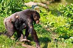 女黑猩猩走婴儿