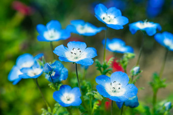 尼莫菲拉花场蓝色的花花园