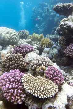 色彩斑斓的珊瑚礁硬紫罗兰色的珊瑚水下