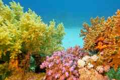 色彩斑斓的珊瑚礁软珊瑚热带海