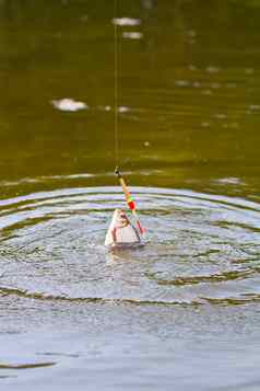 活跃的钓鱼鱼鲤科鱼钓鱼杆