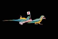 鹦鹉救护车开车医院