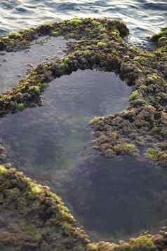 沿海潮间带水坑长满青苔的岩石
