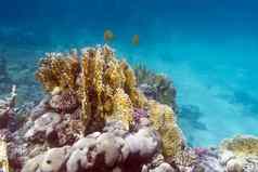 珊瑚礁异国情调的鱼蝴蝶鱼水下