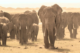 学名Loxodonta非洲非洲<strong>布什大象</strong>