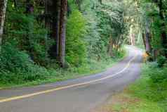 车道路削减密集的树树冠呵呵热带雨林