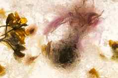 冻花花朵冰多维数据集