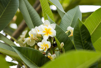 白色plumeria仕达屋优先计划鸡蛋花花鸡蛋花宝塔三