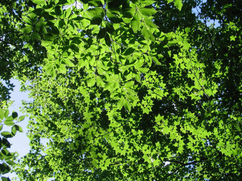 表树叶天空绿色特写镜头软焦点