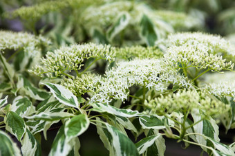 关闭山茱萸白色花叶子