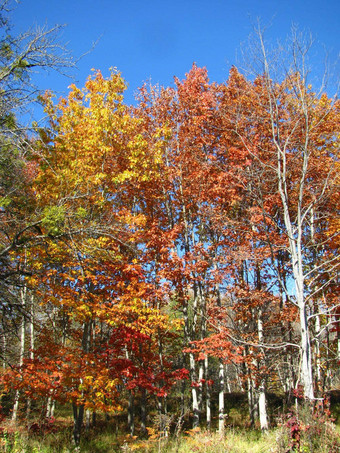 木树保留区成熟的秋天
