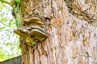 易燃物年传染媒介fomentarius