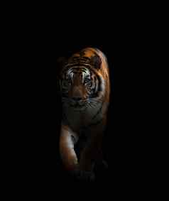 孟加拉老虎黑暗