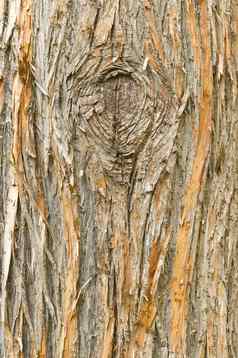 细节欧洲紫杉水松baccata树树皮