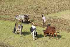 农业埃塞俄比亚非洲