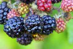 水果黑莓悬钩子属植物