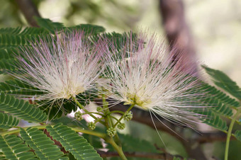 花albiziajulibrissin波斯<strong>丝绸</strong>树粉<strong>红色</strong>的西里斯连科兰金合欢混蛋罗望子<strong>丝绸</strong>树含羞草