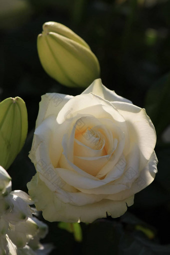 单白色玫瑰