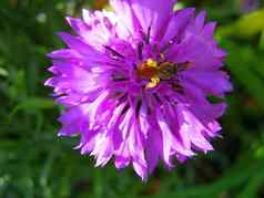 紫罗兰色的花黄蜂蜜蜂春天植被