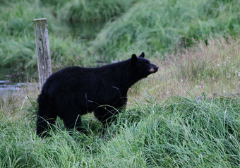 阿拉斯加黑色的熊