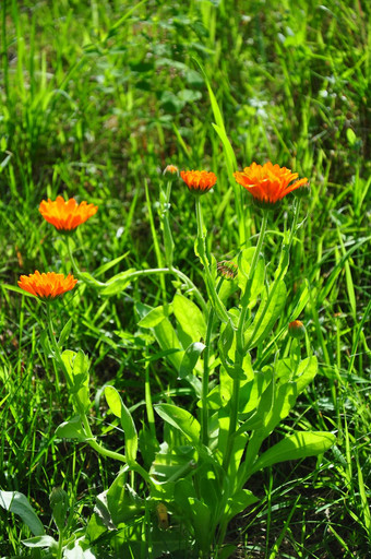 能金盏花聚officinalis