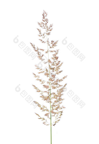 紫色的reedgrass菖蒲季