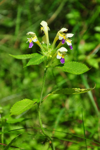 large-flowered瓣花<strong>大风</strong>桃叶