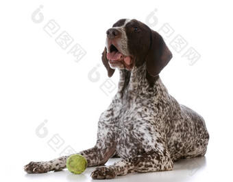 狗网球球