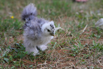 silkie<strong>鸡年</strong>轻的