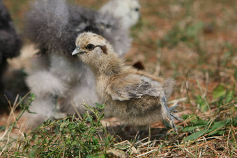 silkie<strong>鸡年</strong>轻的