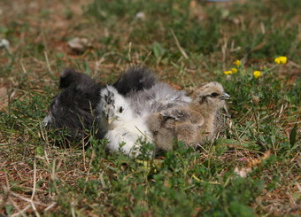 silkie<strong>鸡年</strong>轻的