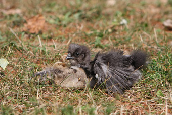 silkie<strong>鸡年</strong>轻的