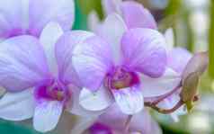 紫罗兰色的兰花花特写镜头兰花花布鲁姆背景
