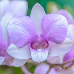 紫罗兰色的兰花花特写镜头兰花花布鲁姆背景